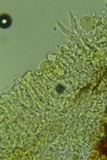 Peniophorella subpraetermissa image
