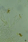 Peniophorella subpraetermissa image