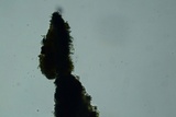 Peniophorella subpraetermissa image