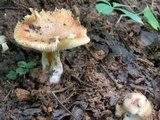 Russula pectinatoides image