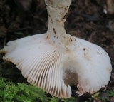 Russula pectinatoides image