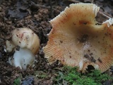 Russula pectinatoides image