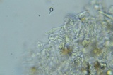 Peniophorella subpraetermissa image
