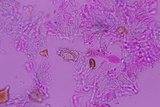 Peniophorella subpraetermissa image