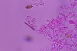 Peniophorella subpraetermissa image