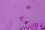 Peniophorella subpraetermissa image