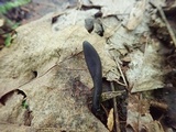 Geoglossum difforme image