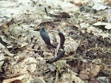 Geoglossum difforme image