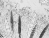 Geoglossum difforme image