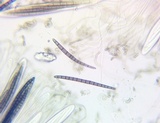 Geoglossum difforme image