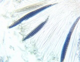 Geoglossum difforme image