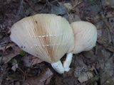 Lactarius psammicola image