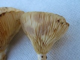 Lactarius psammicola image