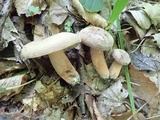 Lactifluus corrugis image