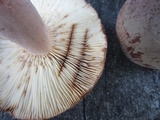 Lactifluus corrugis image