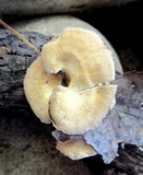 Hydnellum spongiosipes image