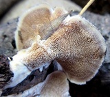 Hydnellum spongiosipes image