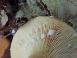 Lactarius volemus image