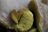 Boletus chrysenteron image