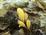 Microglossum fumosum image