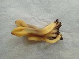 Microglossum fumosum image
