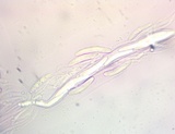 Microglossum fumosum image