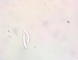 Microglossum fumosum image