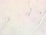 Microglossum fumosum image