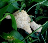Fuligo septica image