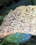 Fuligo septica image