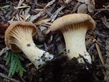 Cantharellus formosus image