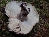 Russula dissimulans image