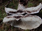 Russula dissimulans image