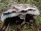 Russula dissimulans image