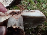 Russula dissimulans image