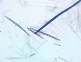 Trichoglossum variabile image