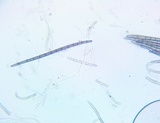 Trichoglossum variabile image