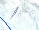 Trichoglossum variabile image