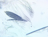 Trichoglossum variabile image