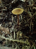Alnicola paludosa image