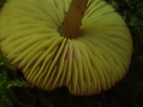 Alnicola paludosa image