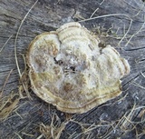 Daedaleopsis confragosa image