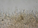 Alnicola paludosa image