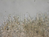Alnicola paludosa image