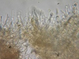 Alnicola paludosa image