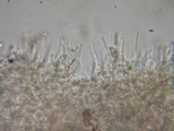Alnicola paludosa image