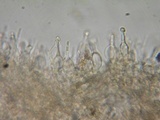 Alnicola paludosa image