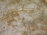Alnicola paludosa image