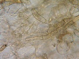 Alnicola paludosa image