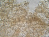 Alnicola paludosa image